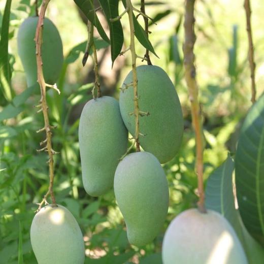 【海南金煌芒】果核薄如纸、纯甜不酸超解馋！ 商品图5