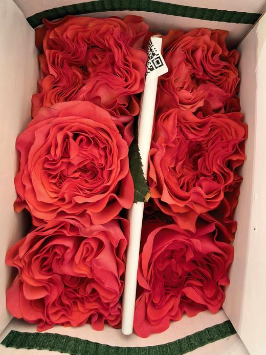 肯尼亚进口coral reeeva红珊瑚玫瑰6支 商品图4