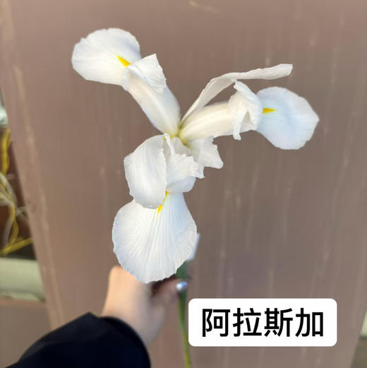 鸢尾-白色 商品图0