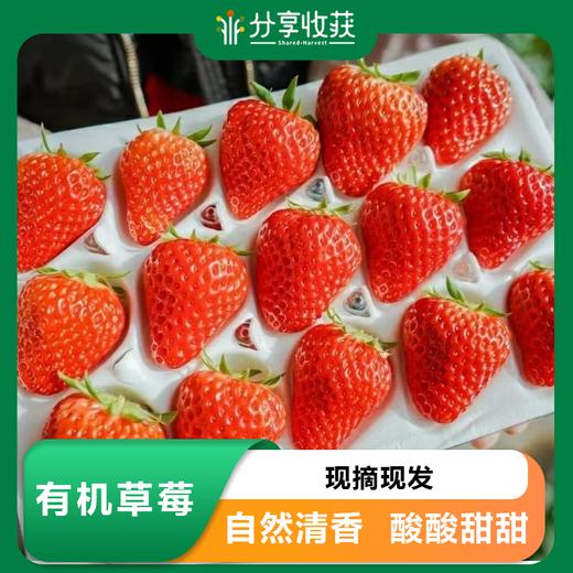 【预售】有机草莓 | 7天左右陆续发货 |  * Organic Strawberry 商品图0