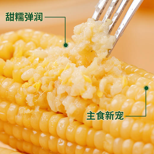 正宗东北黄糯玉米真空包装非转基因源于黑土地滋养玉米生长好鲜甜香糯保留本味早餐代餐减脂餐首选 商品图5