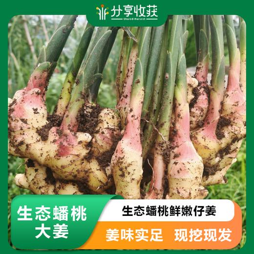 生态蟠桃大姜  | 基地直发包邮*Flat Peach Ginger 商品图0