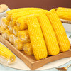 正宗东北黄糯玉米真空包装非转基因源于黑土地滋养玉米生长好鲜甜香糯保留本味早餐代餐减脂餐首选 商品缩略图3