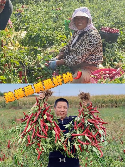 乐山非遗土主豆瓣酱古法发酵 川味烹饪必备 四重发酵 老缸酿 酱香醇厚辣而不燥 发酵二年到五年 商品图6