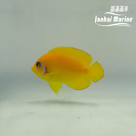橙批 商品图1