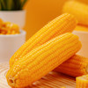 正宗东北黄糯玉米真空包装非转基因源于黑土地滋养玉米生长好鲜甜香糯保留本味早餐代餐减脂餐首选 商品缩略图2
