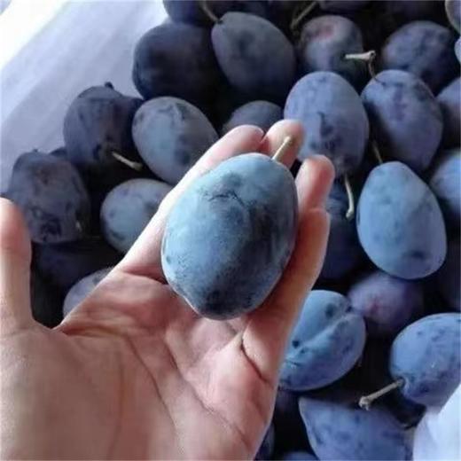 [最农公社]澳洲进口西梅2斤3斤5斤（购买必看：软了才能吃，硬吃酸涩不售后，冰箱冷藏保存） 商品图3