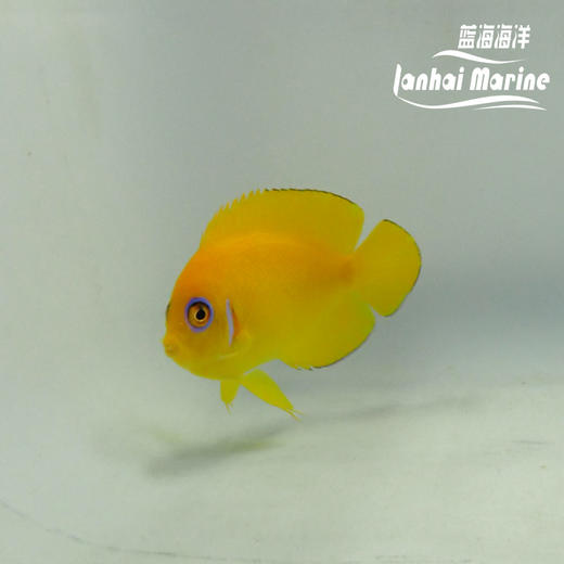 橙批 商品图2