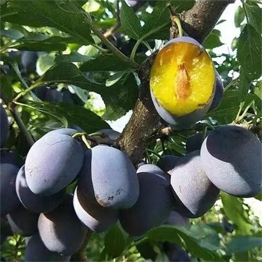 [最农公社]澳洲进口西梅2斤3斤5斤（购买必看：软了才能吃，硬吃酸涩不售后，冰箱冷藏保存） 商品图1