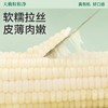 [最农公社]当季有机精品白糯玉米9支新鲜甜软糯铝箔包装 商品缩略图3