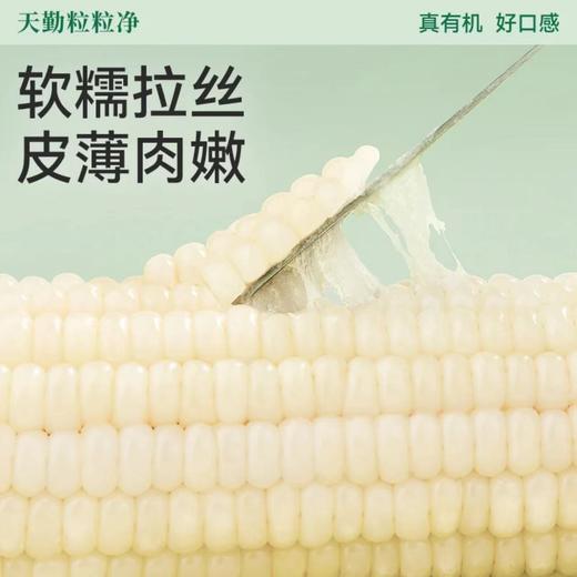 [最农公社]当季有机精品白糯玉米9支新鲜甜软糯铝箔包装 商品图3