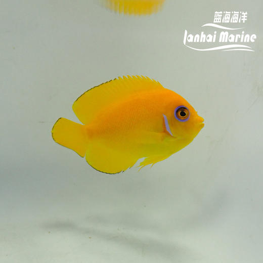 橙批 商品图4