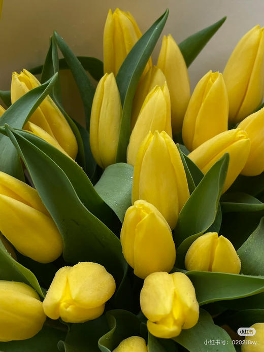 【国产郁金香】 黄色  约10支/扎 商品图4