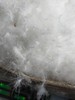 【33道工序正规无异味羽绒】散装1斤98鹅绒无菌95鸭绒羽绒服羽绒被填充物白大朵 商品缩略图10