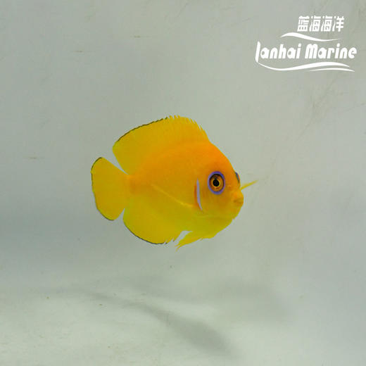 橙批 商品图3