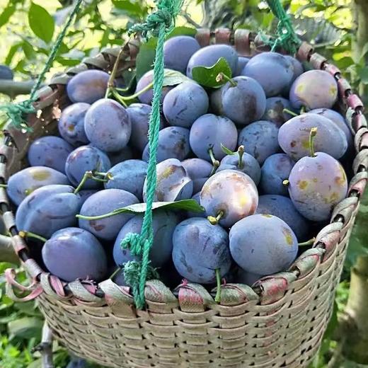 [最农公社]澳洲进口西梅2斤3斤5斤（购买必看：软了才能吃，硬吃酸涩不售后，冰箱冷藏保存） 商品图4