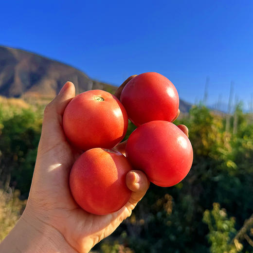 特惠福利『攀枝花露天沙瓤番茄』自有番茄园，沙瓤细腻，果肉肥厚 商品图0