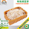 有机绿豆芽200g自然发芽无化学农药激素清脆爽口满额包邮 商品缩略图0