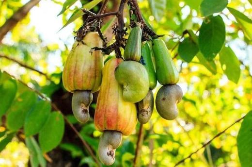 合作产品/生态腰果仁 中通包邮 商品图3