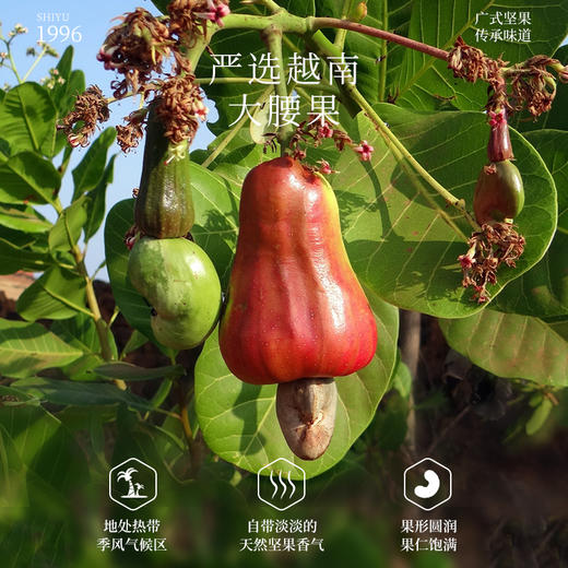 紫衣腰果428克 商品图2