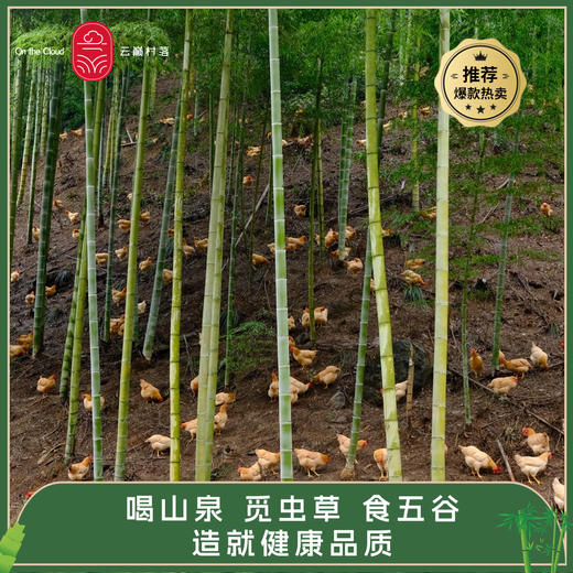 云巅村落-云涧放养竹香生态童子鸡（活鲜） 商品图3