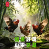 云巅村落-云涧放养竹香生态童子鸡（活鲜） 商品缩略图1