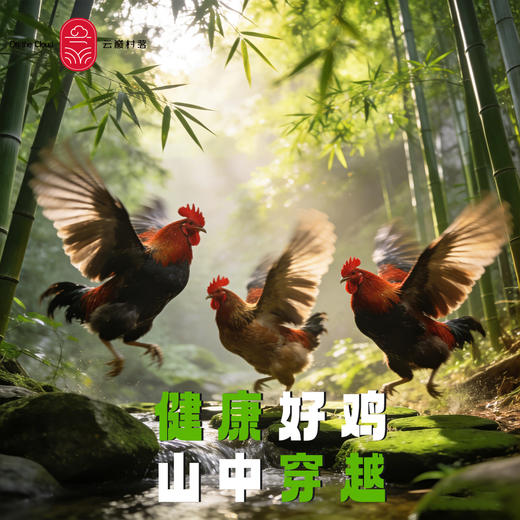 云巅村落-云涧放养竹香生态童子鸡（活鲜） 商品图1