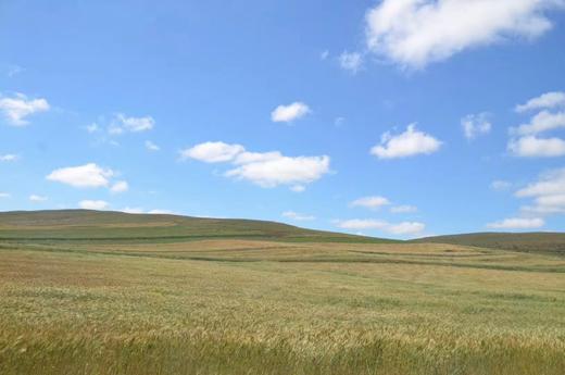 掖青麦面粉 （高筋） 10斤 商品图2