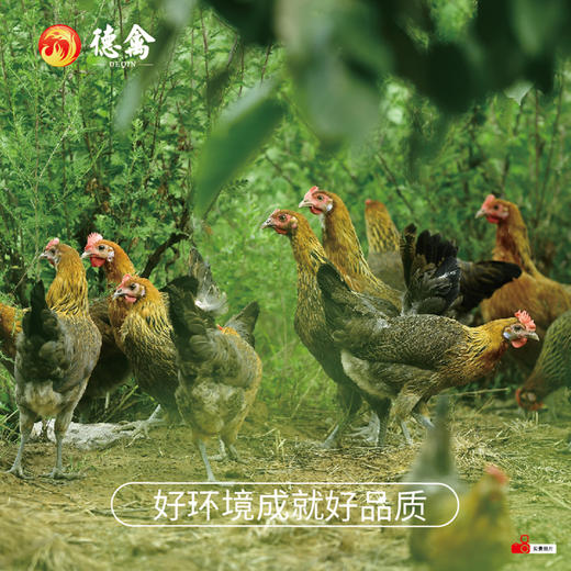 德禽/生态散养 母鸡（约900g）*两只 商品图5