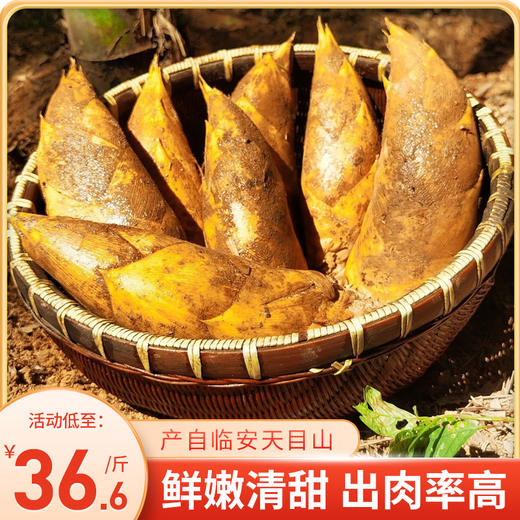 春节停发2.7【2025冬日时令美味】临安高山冬笋 产自临安天目山 现寻现发 鲜嫩清甜 出肉率高 颗颗饱满 泡沫箱+冰袋的专业锁鲜包装 新鲜到家 商品图0