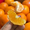 【2026 甜弯弯沃柑】高品质沃柑，个头饱满圆润，果肉细嫩几乎无渣，水分充足，酸甜可口，爆汁享受，有籽的哟。净重约10斤， 江浙沪皖顺丰包邮~ 商品缩略图0