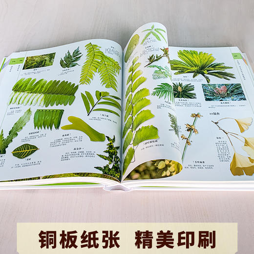 《博物大百科全书》正版少儿科学书籍探索自然万物的奥秘6-10-16岁 商品图7