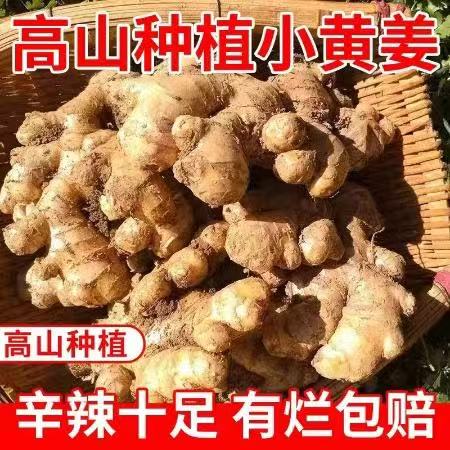 【黔南平塘】现挖小黄姜 农家自产 0.5kg/箱