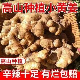 【黔南平塘】现挖小黄姜 农家自产 0.5kg/箱
