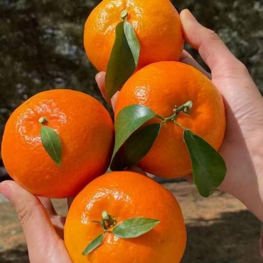 【贵州高山沃柑】高山生态种植，自然成熟香甜可口， 商品图3