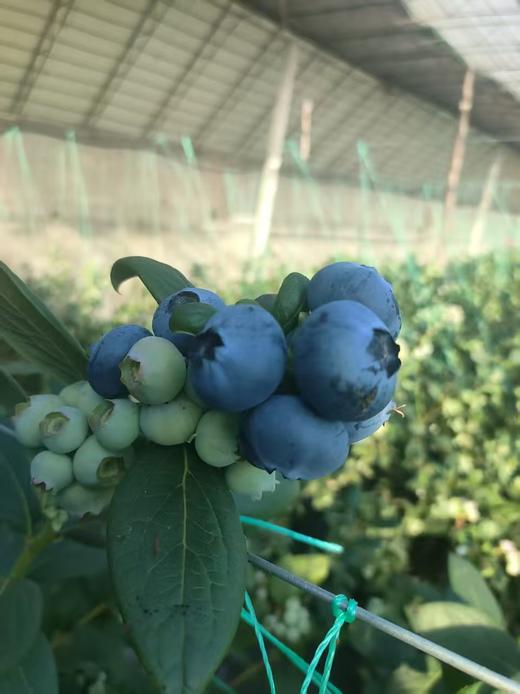 【“野生蓝莓”开园啦！现摘现发】庄河光明山镇合作多年的蓝莓园，老人家种了不到100棵蓝莓，不上肥不浇水，实属野生蓝莓。L25花香蓝莓口感清香脆甜，独立小盒包装，现摘现发，辽宁省内包邮（省外补运费）。 商品图2