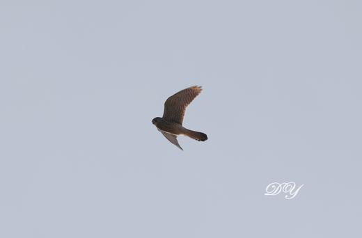 【密云观鸟亲子行】家门口的观鸟胜地，周末解锁冬日飞羽奇遇记 商品图4