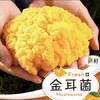 【道真新鲜金耳菌菇】1千克 商品缩略图2
