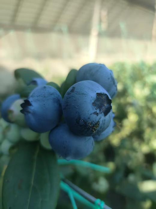 【“野生蓝莓”开园啦！现摘现发】庄河光明山镇合作多年的蓝莓园，老人家种了不到100棵蓝莓，不上肥不浇水，实属野生蓝莓。L25花香蓝莓口感清香脆甜，独立小盒包装，现摘现发，辽宁省内包邮（省外补运费）。 商品图7