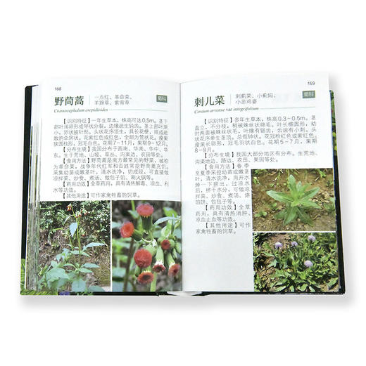 中国野菜600种全图解 商品图8