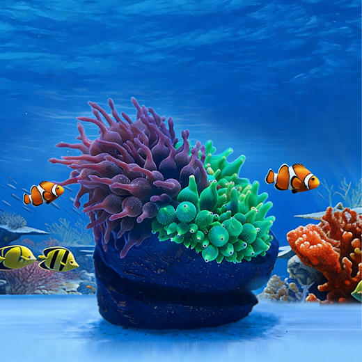 幽影千手佛海葵窝造景摆件鱼缸造景海缸造景 商品图1