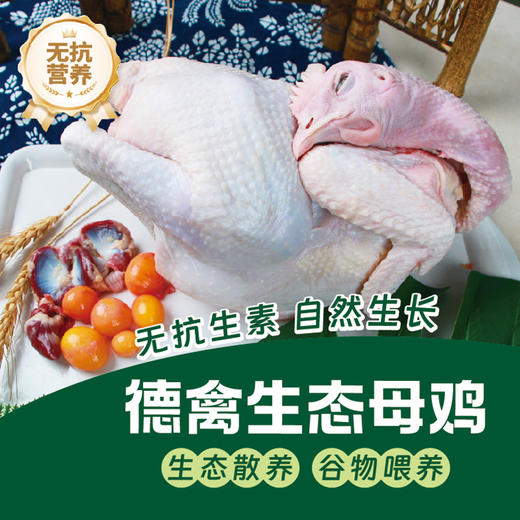 德禽/生态散养 母鸡（约900g）*两只 商品图1