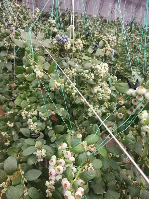 【“野生蓝莓”开园啦！现摘现发】庄河光明山镇合作多年的蓝莓园，老人家种了不到100棵蓝莓，不上肥不浇水，实属野生蓝莓。L25花香蓝莓口感清香脆甜，独立小盒包装，现摘现发，辽宁省内包邮（省外补运费）。 商品图9