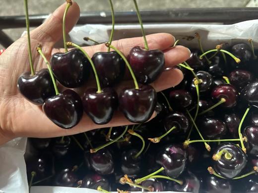 【觅趣小铺·智利车厘子-船运】智利皇室科迪亚车厘子 黑钻级典藏 商品图5