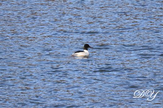 【密云观鸟亲子行】家门口的观鸟胜地，周末解锁冬日飞羽奇遇记 商品图7