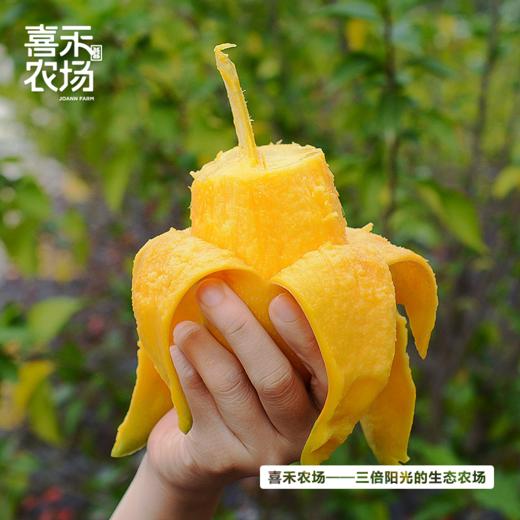 喜禾农场金煌芒6斤装（4-6个）| 树上自然成熟、香甜多汁、个大肉厚、回味悠长 商品图3