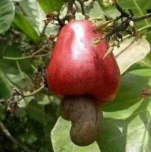 合作产品/生态腰果仁 中通包邮 商品图4