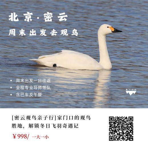 【密云观鸟亲子行】家门口的观鸟胜地，周末解锁冬日飞羽奇遇记 商品图0