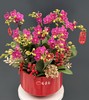 年宵花蝴蝶兰.满堂红 商品缩略图1