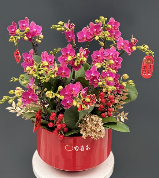 年宵花蝴蝶兰.满堂红 商品图1